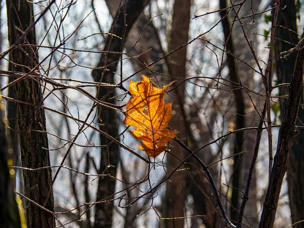 Мертвий Лист Гілці Зимовий Сезон — стокове фото