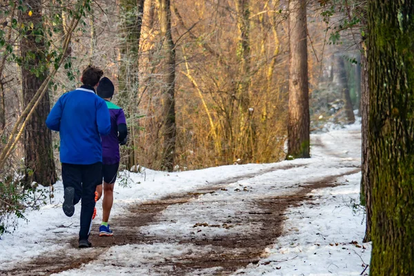 Scena Jogging Bosco — Foto Stock