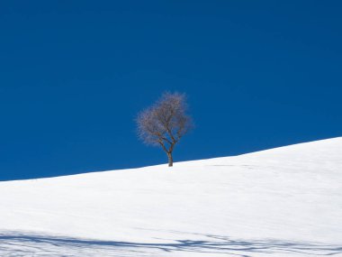 Karlı bir arazide ağaç