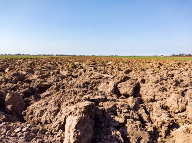 Tarlaya yakın çekim
