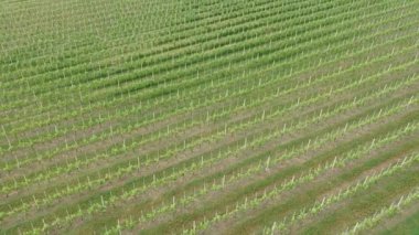 Drone view of Langhe's landscape in Barolo area