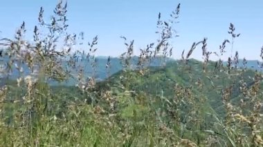 Otlar rüzgârda savruluyor Alp çayırlarında