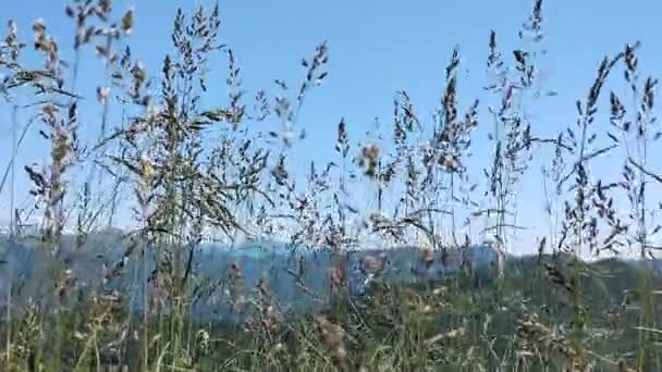 高山草原上的草丛在风中飘扬 — 图库视频影像