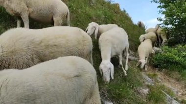 İtalyan Alplerinde otlak bir sahne