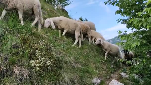 Cena Pasto Nos Alpes Italianos — Vídeo de Stock