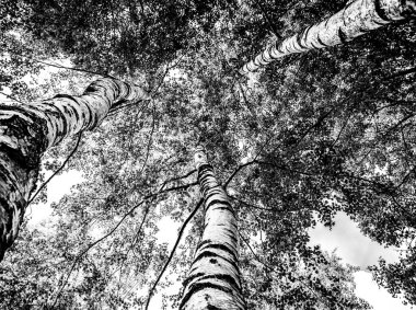 Aşağıdan görünen huş ağaçları