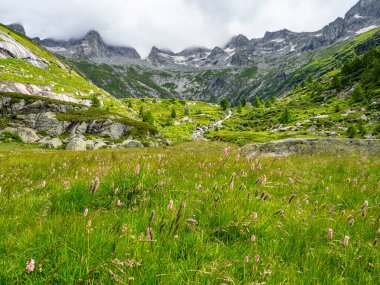 Val Masino 'daki Alp Vadisi