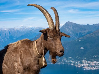 Alplerdeki bir keçinin yakın çekimi