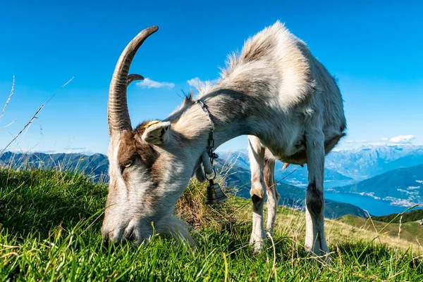 Primer Plano Una Cabra Los Alpes — Foto de Stock