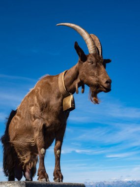 Alplerdeki bir keçinin yakın çekimi