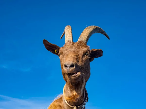 アルプスのヤギのクローズアップ — ストック写真