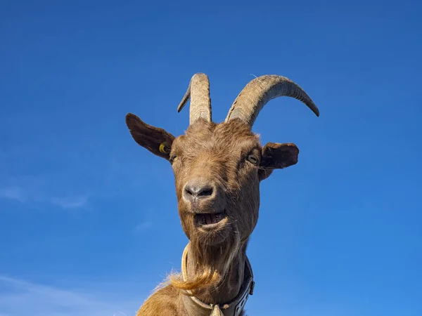 アルプスのヤギのクローズアップ — ストック写真