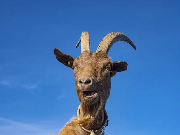 在阿尔卑斯山里的山羊特写 — 图库照片