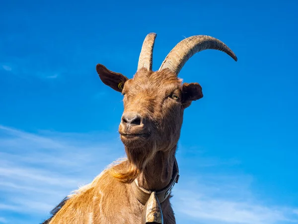 Närbild Get Alperna — Stockfoto