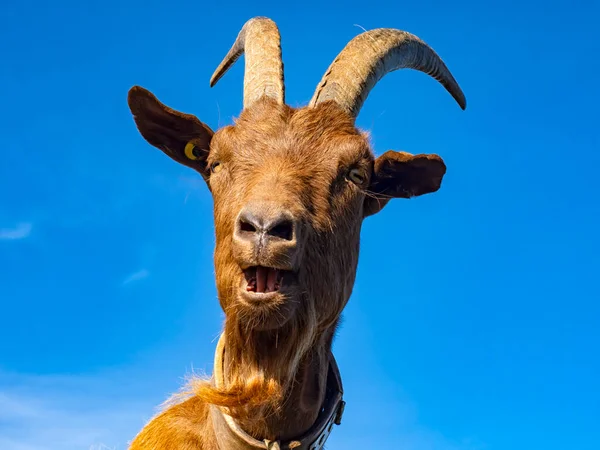 Close Goat Sky Background — Stock Photo, Image