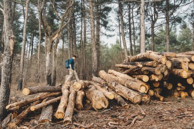 Kesilen ağaçların yığında yürüyüş Gezgin
