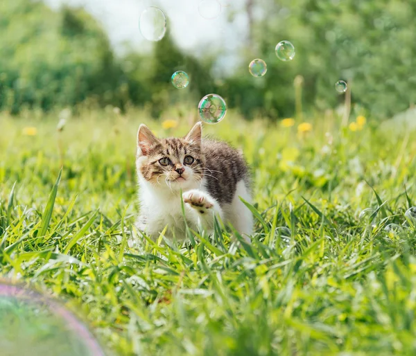 Curiosidade gatinho brincando com bolhas de sabão — Fotografia de Stock