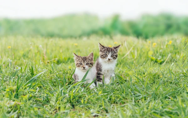 Två kattungar vänner — Stockfoto