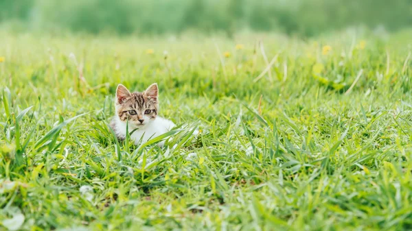 Gatinho sentado no campo de verão — Fotografia de Stock