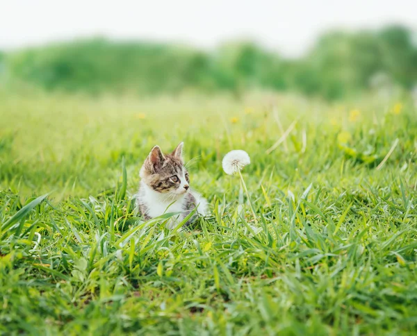 Kedi yavrusu ve karahindiba — Stok fotoğraf