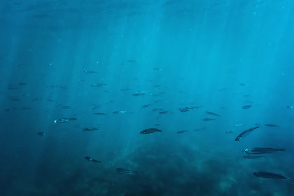 Onderwater school van vissen — Stockfoto