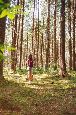Sırt çantalı genç bir kadın güneşli bir yaz gününde çam ağacı ormanında yürüyor..