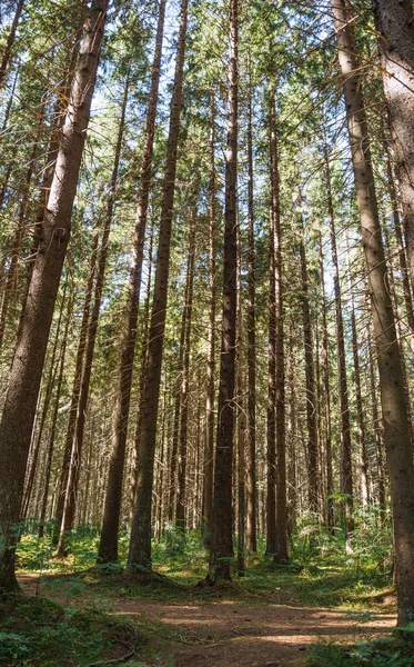 夏天美丽的老松树林 自然背景 — 图库照片