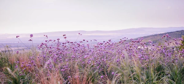 Paysage Floral Été Prairie Fleurs Couleur Pourpre Plantes Plein Air — Photo