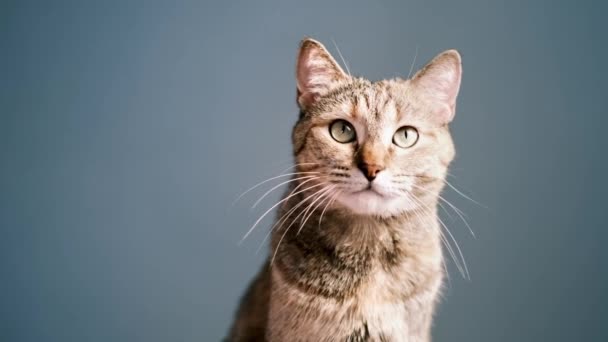 Schattig Gember Tabby Kat Geeuwen Vooraanzicht Een Blauwe Achtergrond Grappige — Stockvideo