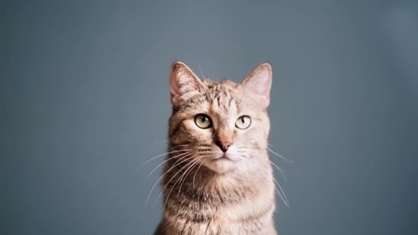 Domowe Poważne Imbir Tabby Kot Zielonymi Oczami Patrząc Coś — Wideo stockowe