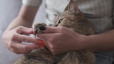 Genç kadın evde kızıl kedi pençelerini makasıyla kesiyor..