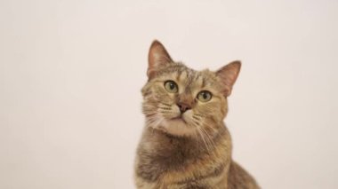 Kameraya ve beyaz arka plana bakan sevimli, tekir bir yerli kedi..