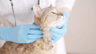 Veteriner doktor evcil hayvanı okşar ve sakinleşir. Hayvan bakımı, veterinerlik, sağlıklı hayvanlar..