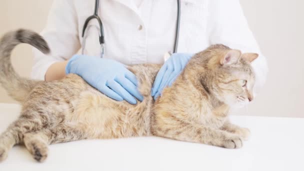 Veterinarian Doctor Examining Ginger Cat Palpating His Stomach Animal Lying — Stock Video