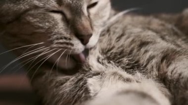 Tatlı zencefilli tekir kedi kendini yalıyor ve yıkıyor, yakından. Yavaş çekim 240 FPS.