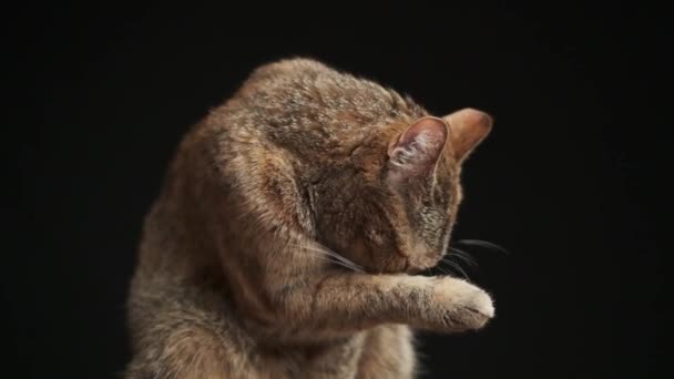Evcil Kırmızı Tekir Kedi Pençesini Yalıyor Kendini Içeride Yıkıyor Stüdyo — Stok video