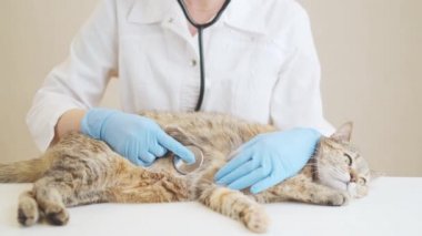 Kadın veterinerlerin kedileri steteskopla kontrol etme planını yakın plan. Veteriner kliniğinde masada yatan hayvan..