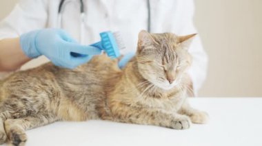 Veteriner evcil hayvanı tarar ve sakinleşir. Veteriner kliniğinde masada yatan hayvan..