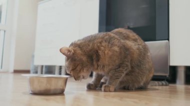 Yakın plan çekim. Kedi bir kaseden kuru yiyecek yer..