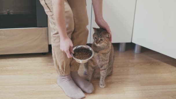 Gato Recusa Comer Animal Estimação Não Quer Comer Dono Animal — Vídeo de Stock