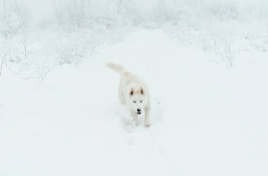 Kış ormanlarında kar üzerinde koşan mavi gözlü beyaz köpekli..