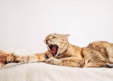 Kızıl kedi uyuduktan sonra esner ve gerilir..