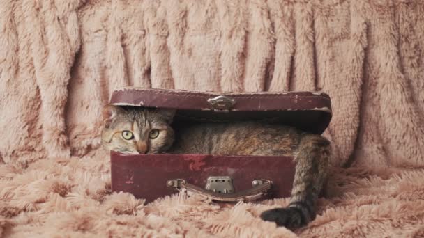 国内の猫はヴィンテージのスーツケースに横になり その尾を洗う — ストック動画