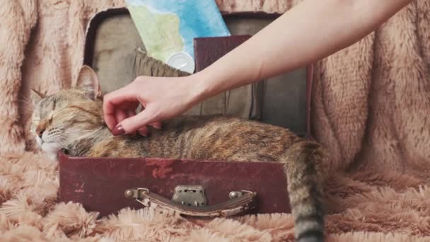 Χέρι Μιας Γυναίκας Χαϊδεύει Μια Γάτα Που Βρίσκεται Στη Βαλίτσα — Αρχείο Βίντεο