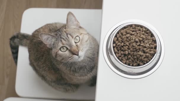 Chat Roux Attendant Une Portion Nourriture Sèche Assoit Sur Une — Video