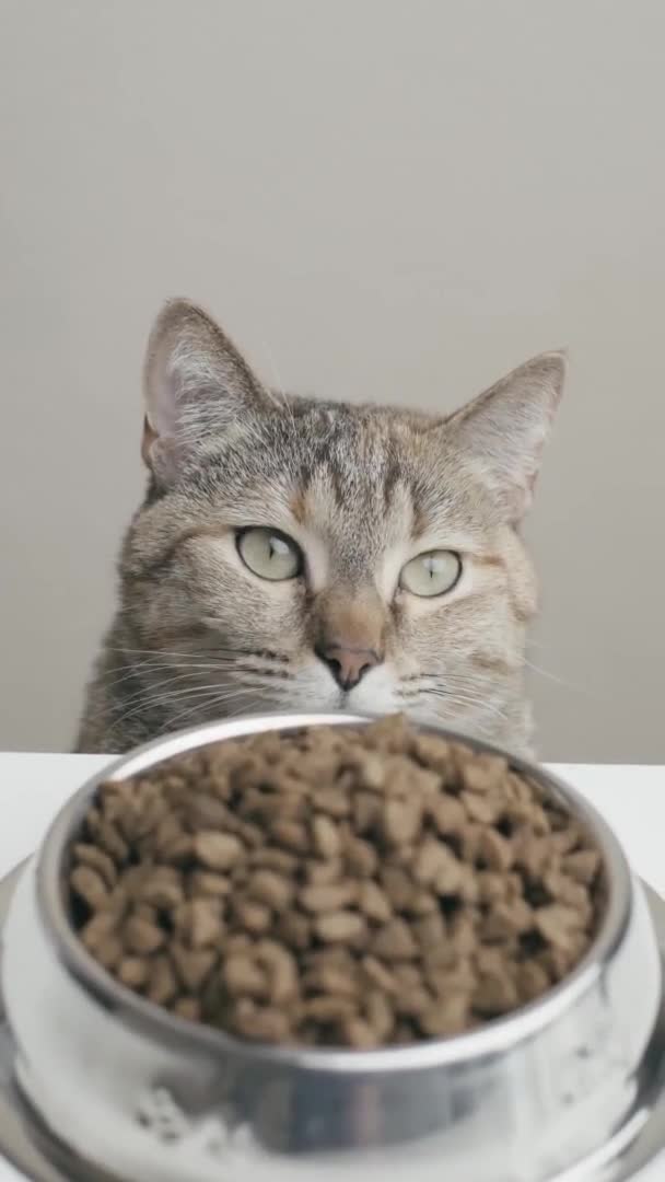 猫はテーブルに座って食べ物のボウルを見ています 垂直接近 — ストック動画