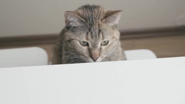 Mísa Jídlem Tlačí Kočce Obličeje Pruhovaná Kočka Před Kuchyňským Stolem — Stock video
