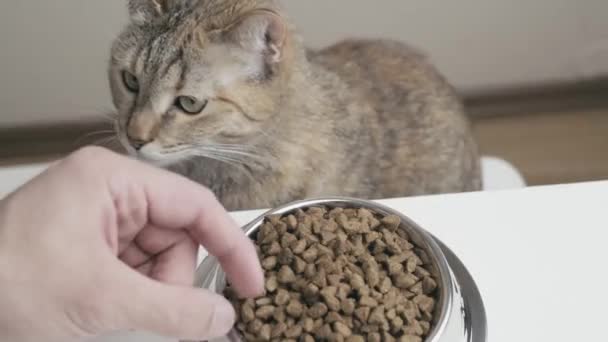 Mano Del Dueño Extiende Comida Gato Con Cuidado — Vídeo de stock