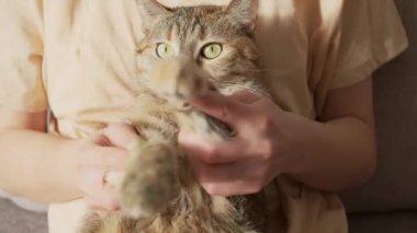 Tanınmayan genç bir kadın kedisinin pençeleriyle oynuyor. Komik, şaşırmış kedi kameraya bakıyor.. 
