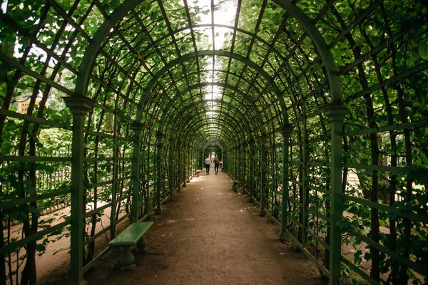 Túnel verde para caminhar à sombra em um dia quente de verão. — Fotografia de Stock